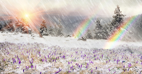 Crocuses in snow drilling spring flowers that are born after the first cold winter and greet the sun among the wild mountains and fields of the Carpathians and Transcarpathian Ukraine in Eastern Europe.