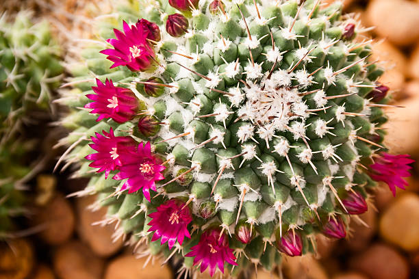 istock Magenta pink flowers Cactus is Blooming in spring 508486656