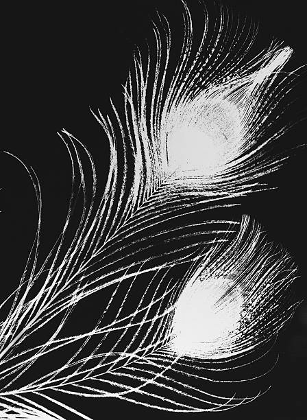Paw pióra Fotogram czarno-biały – zdjęcie