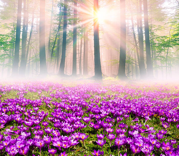 クロッカス の日光浴 - spring crocus temperate flower european alps ストックフォトと画像