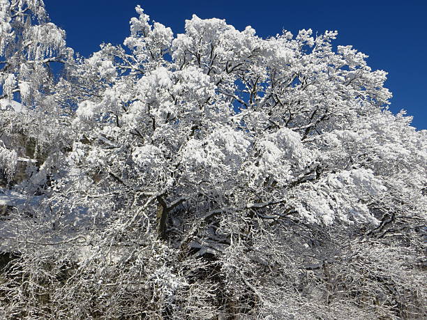 istock Trees covered by Snow in Winter Landscape 508487656
