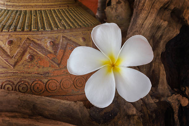istock White flower plumeria with dry stump 508487930