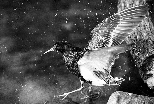 istock Bird Ruff among the stones. 508488922