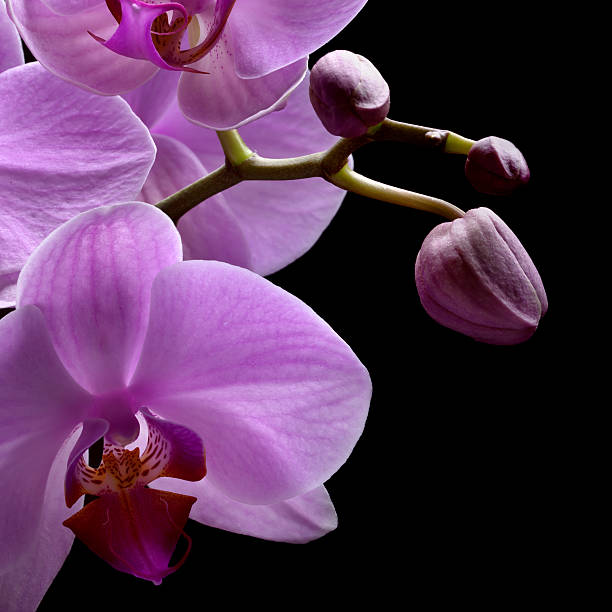 istock bouquet of magenta orchids 508489340