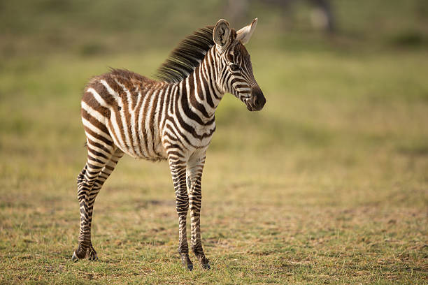 Baby Plains Zebra in Amboseli, Kenya