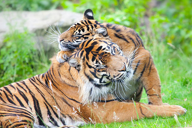 istock two tigers together, cuddling and playing 508489826