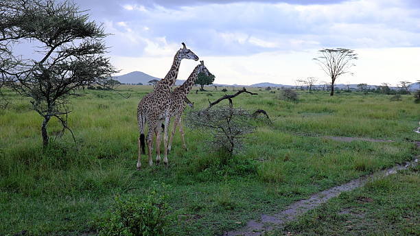 기린 동안 사파리 의 세렝게티, 탄자니아, 아프리카 - safari animals audio 뉴스 사진 이미지