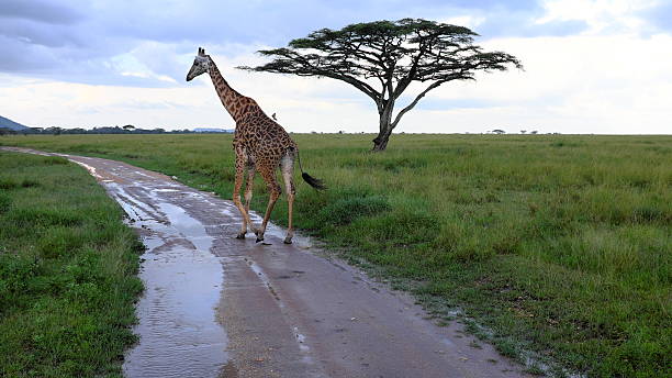 girafa durante o safári no serengeti, tanzânia, áfrica - safari animals audio imagens e fotografias de stock