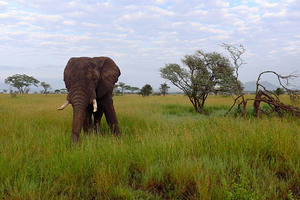 большой слон дружище, серенгети приключения в стиле сафари - safari animals audio стоковые фото и изображения