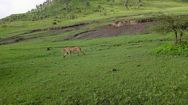 leão durante o safári no serengeti, tanzânia, áfrica - safari animals audio imagens e fotografias de stock