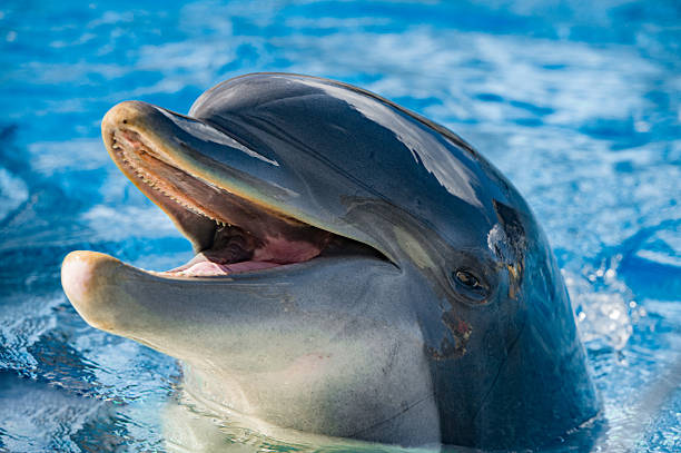 istock smile of a dolphin looking at you 508490814