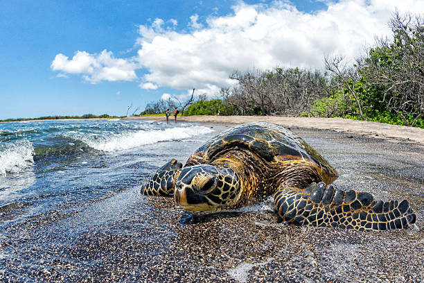 istock Green Turtle arriving at shore in Hawaii 508491090