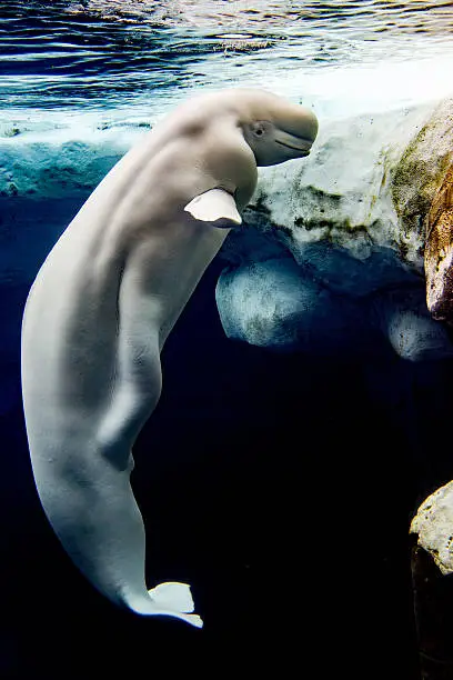 Beluga whale white dolphin portrait while eating underwater