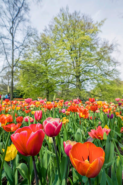 istock Flower bed of multi colored tulips in park 508491488