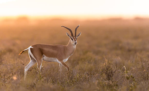 adulto masculino gazela de grant serengeti, na tanzânia - gazelle imagens e fotografias de stock