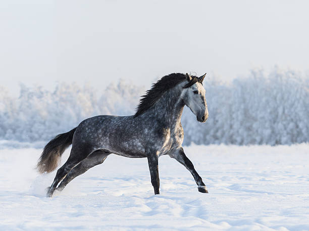 istock Dapple-grey horse galloping on field at winter time 508492810