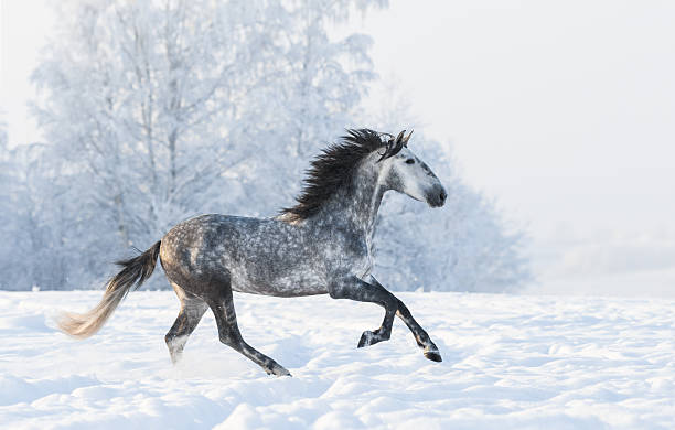 istock Dapple-grey stallion gallop across snowy field 508492840
