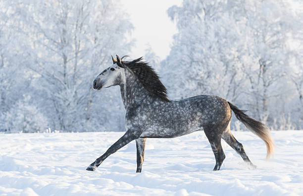 istock Grey horse run gallop in winter 508492960