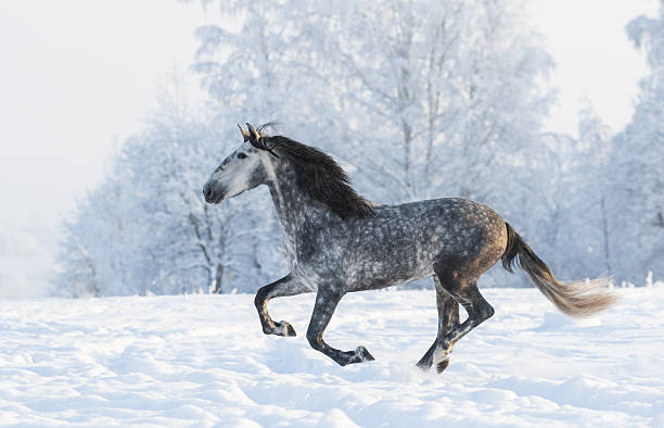 istock Grey stallion run gallop in winter 508492982