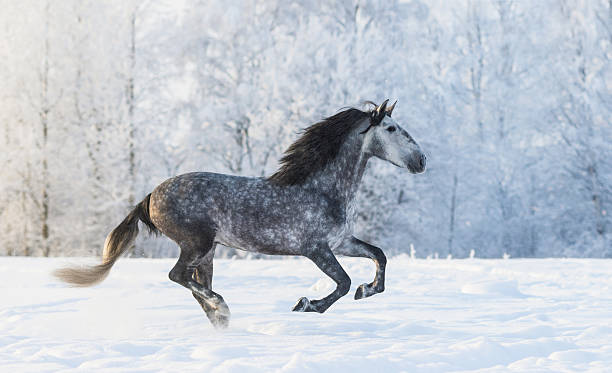 istock Purebred horse galloping across a winter snowy meadow 508493044