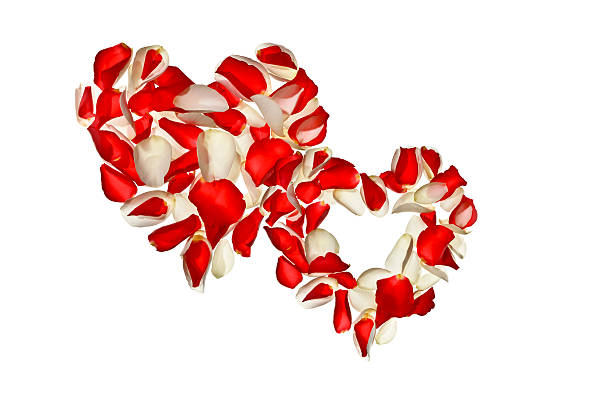 istock Heart of rose petals on white background. 508493648