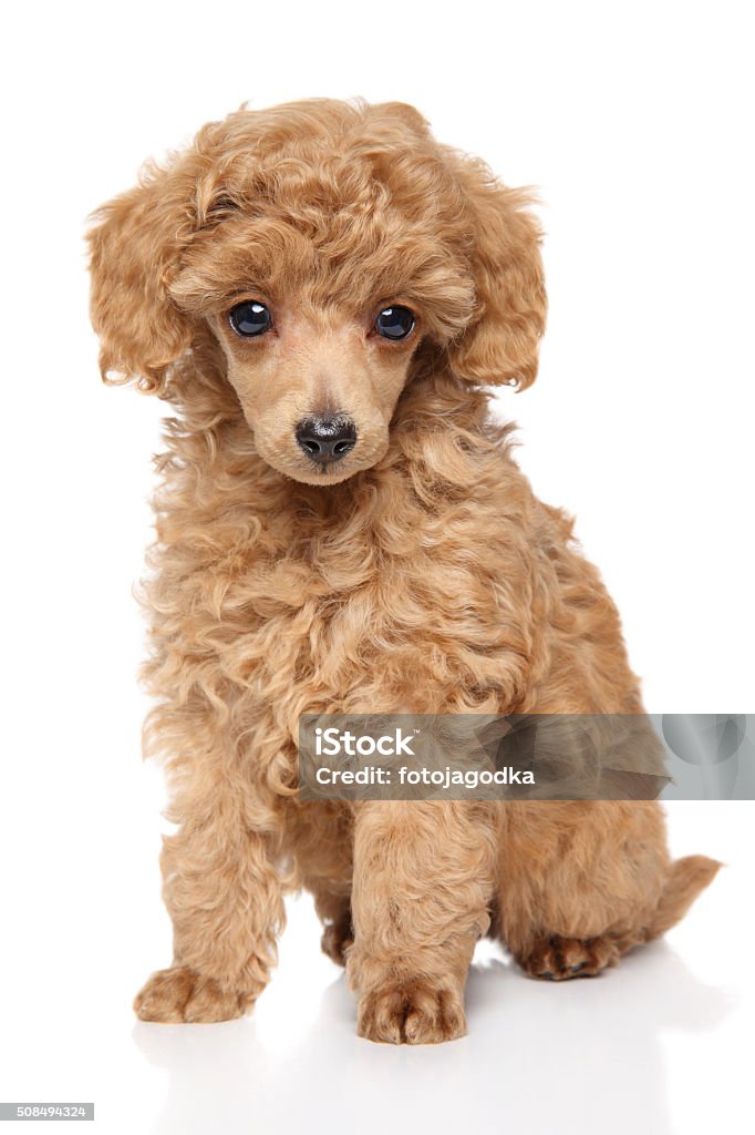 Three Cute Toy Poodle Puppies On A White Background Stock Photo - Download  Image Now - iStock