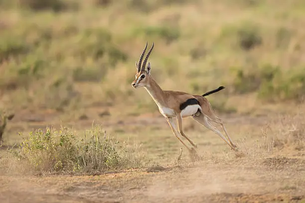 Male Thompson's Gazelle running in Amboseli National Park, Kenya
