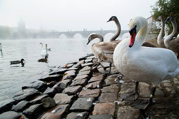 白鳥、チャールズ橋 - swan bird water fog ストックフォトと画像