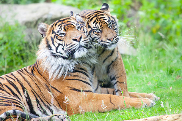 istock two tigers together, cuddling and playing 508495038