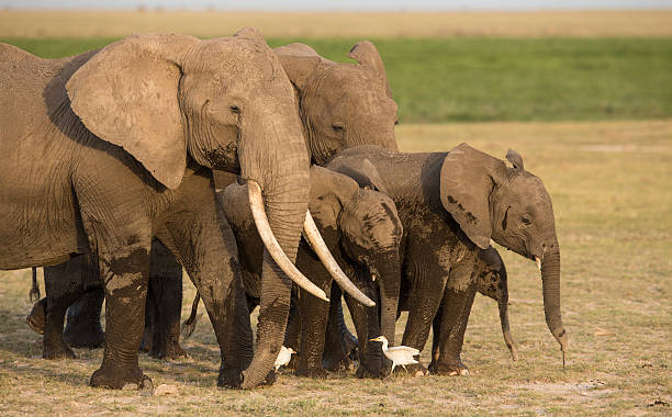 istock Herd of Elephants in Amboseli, Kenya 508495224
