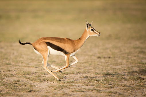 Gacela de Thompson de mujer corriendo, Kenia, de Amboseli photo