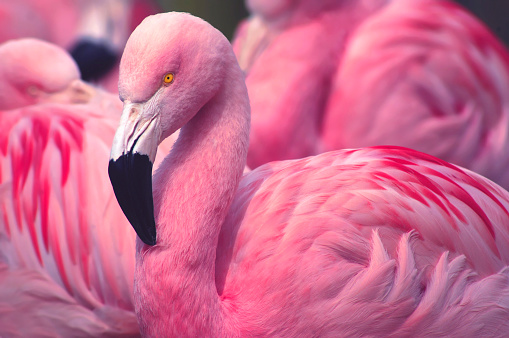 Greater Pink Flamingo in water bathing and splashing.