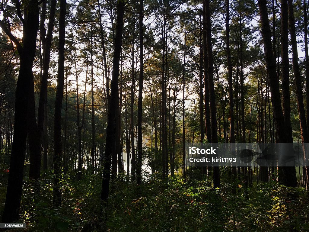 Obscured Vision Stock Photo - Download Image Now - Beauty In Nature ...