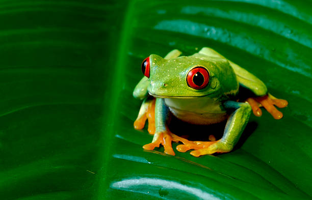 eyed rana arborícola roja - dedo del pie animal fotografías e imágenes de stock