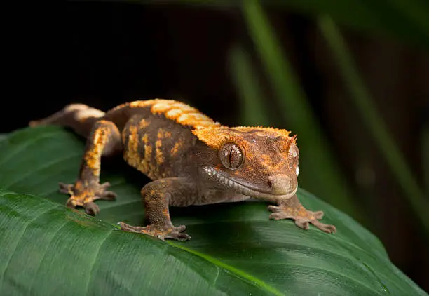Side Profile of Crested Gecko