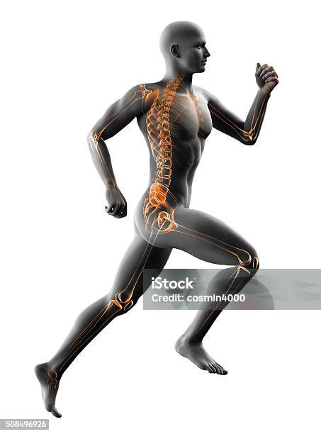 Man Running Xray Isolated On White Stock Photo - Download Image Now - Running, Anatomy, Biomechanics