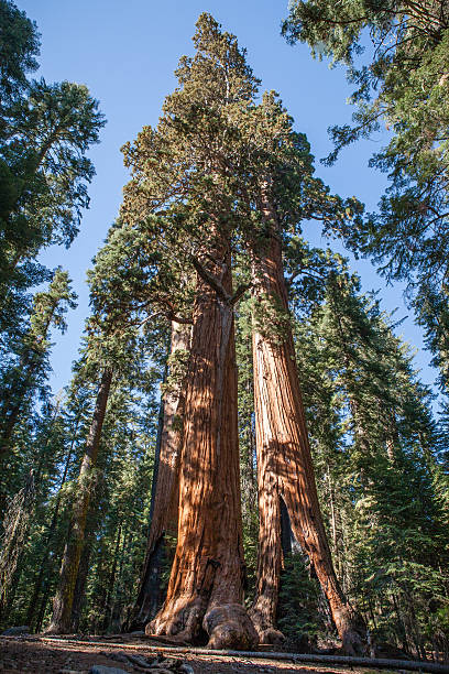 istock Giant Sequoias, Sequoia National Park 508497454