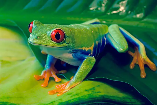 Photo of Tree Frog on Colored Leaves