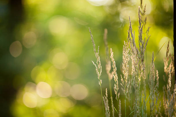 hierba verde y soleado - long grass uncultivated plant stage plant condition fotografías e imágenes de stock