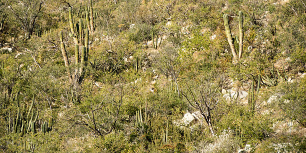 istock Several typical cacti and flora in Baja mountains 508498408