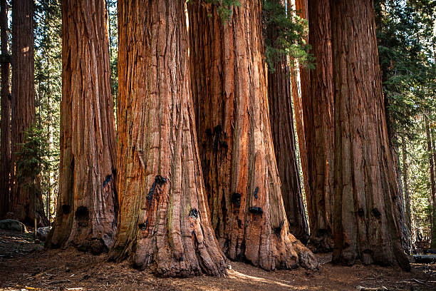 The House, Grove of Giant Sequoias, Sequoia National Park stock photo
