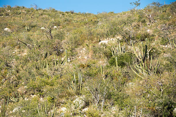 istock Several typical cacti and flora in Baja mountains 508498552