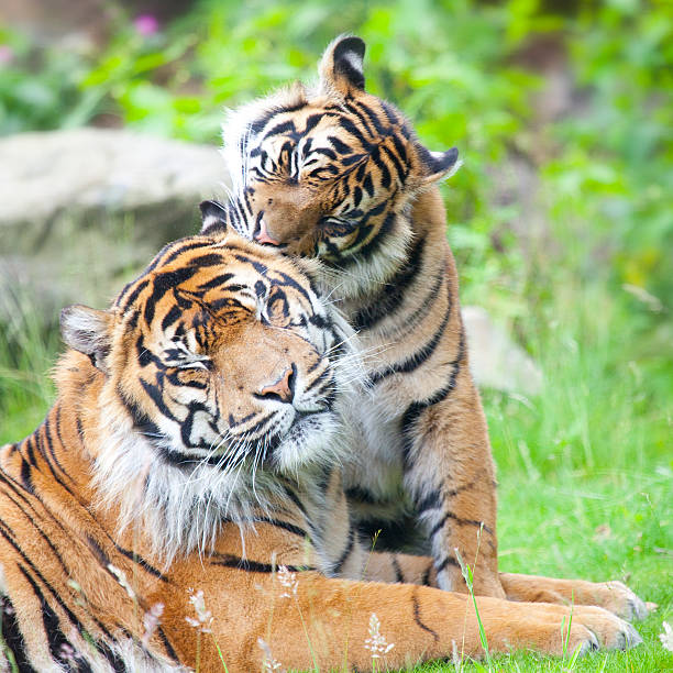 istock two tigers together, cuddling and playing 508499190
