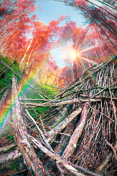 istock Deadfall at the Ukrainian Carpathians 508508888
