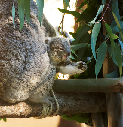 A young Koala cub reaching for a leaf