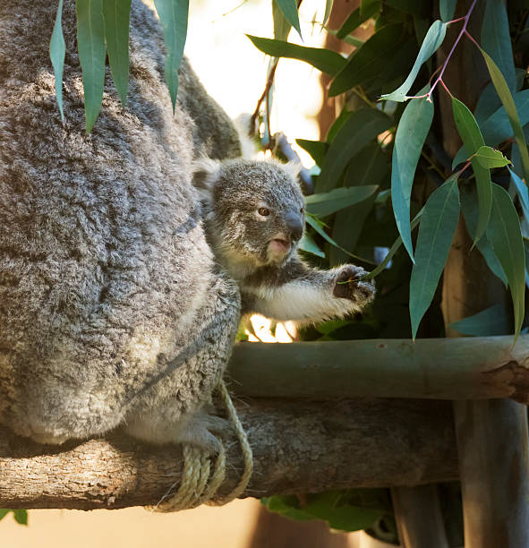 Koala bear cub reaching for a leaf A young Koala cub reaching for a leaf koala photos stock pictures, royalty-free photos & images