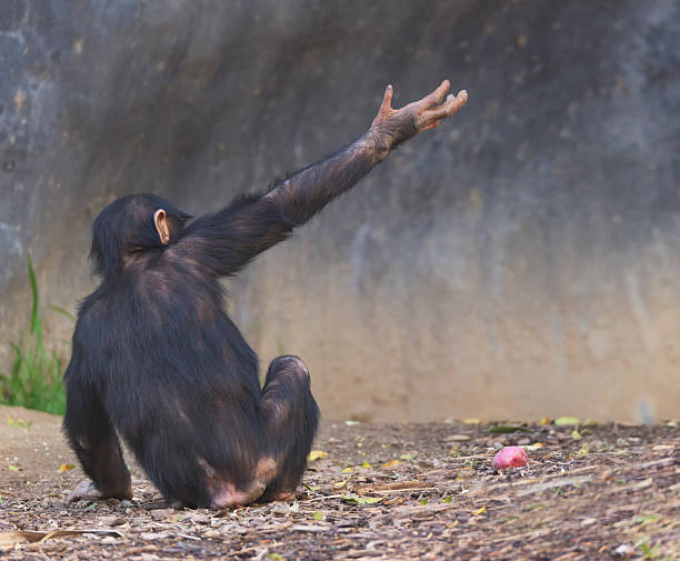 This young Chimpanzee 