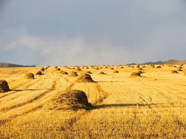 Cleaning the harvest stock photo