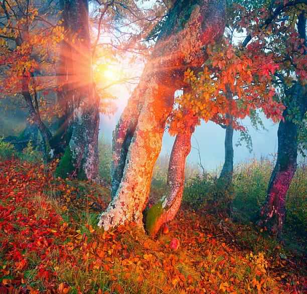istock Autumn in the alpine forest 508510896