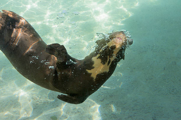 Otter at play under the water